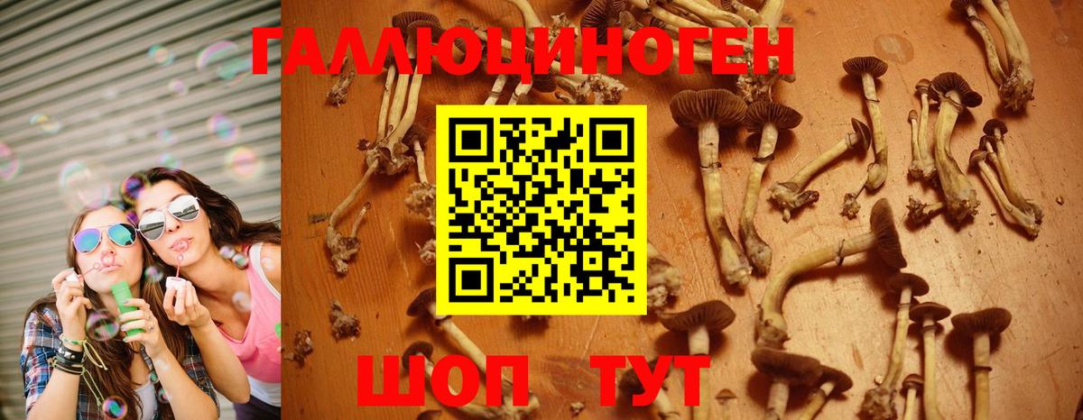 Дагестанские Огни  Галлюциногенные грибы Psilocybe  Вход с VPN 